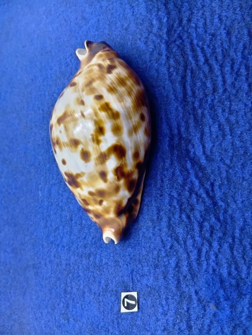 ⑦-1貝標本クロガネダカラ