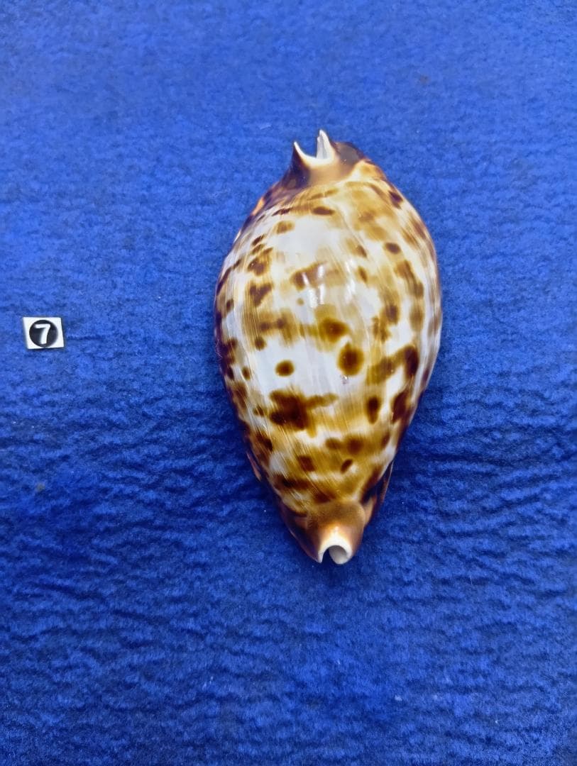 ⑦-1貝標本クロガネダカラ