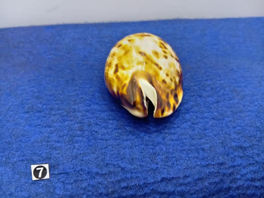 ⑦-1貝標本クロガネダカラ