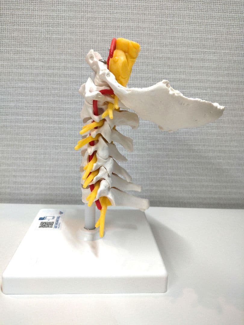頚椎模型 頚椎モデル 3B Scientific