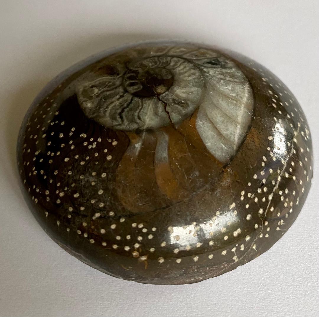 モロッコ産　アンモナイト　化石　⑰