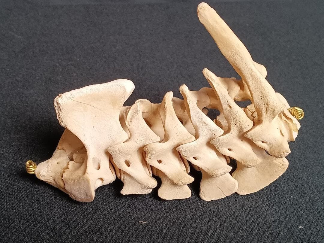 【お買い得】種名イノシシ　♂　２５Kg　頭骨～尾椎　骨格標本