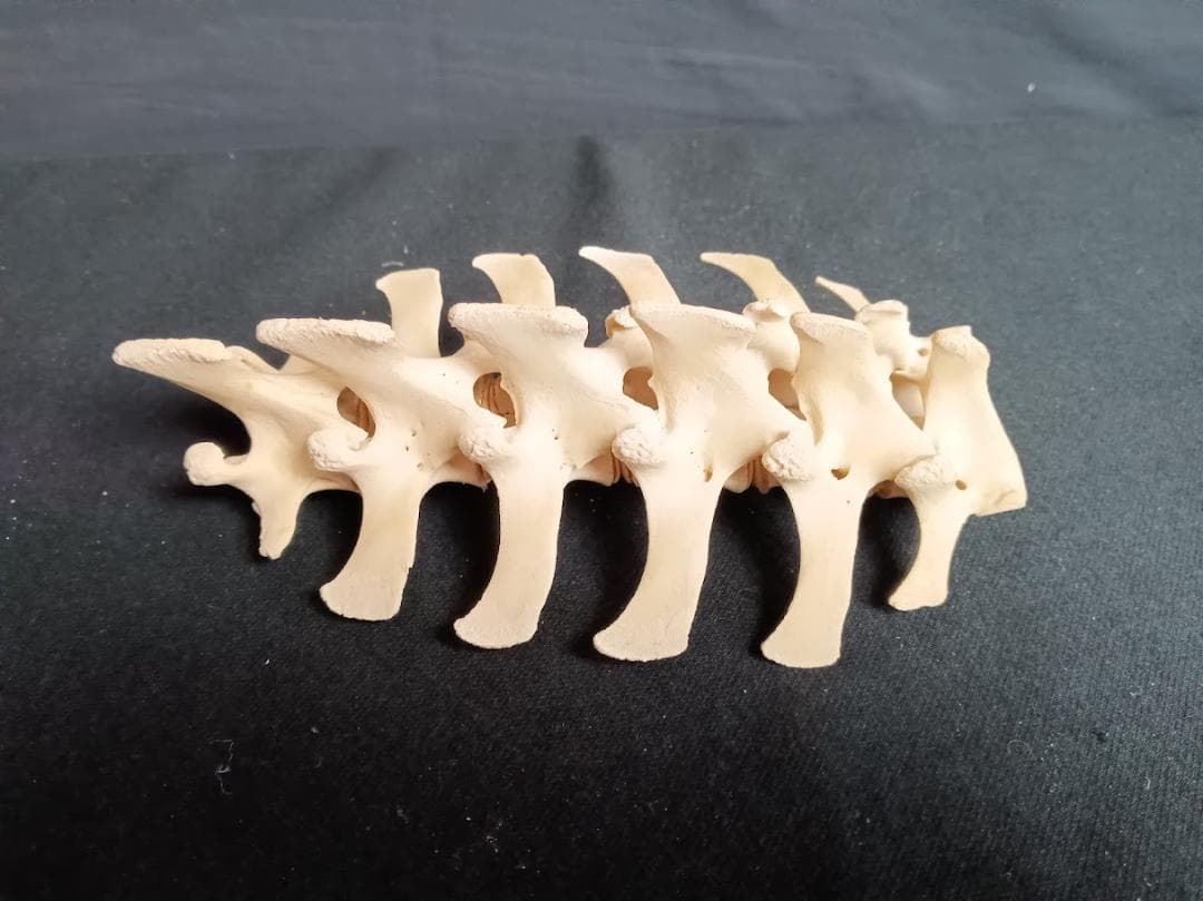 【お買い得】種名イノシシ　♂　２５Kg　頭骨～尾椎　骨格標本