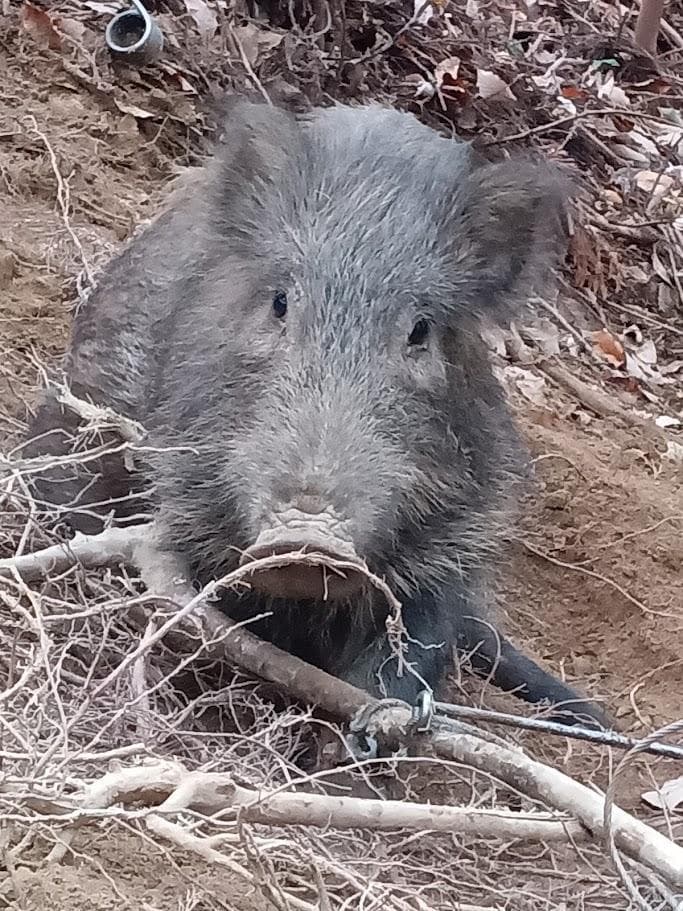 【お買い得】種名イノシシ　♂　２５Kg　頭骨～尾椎　骨格標本