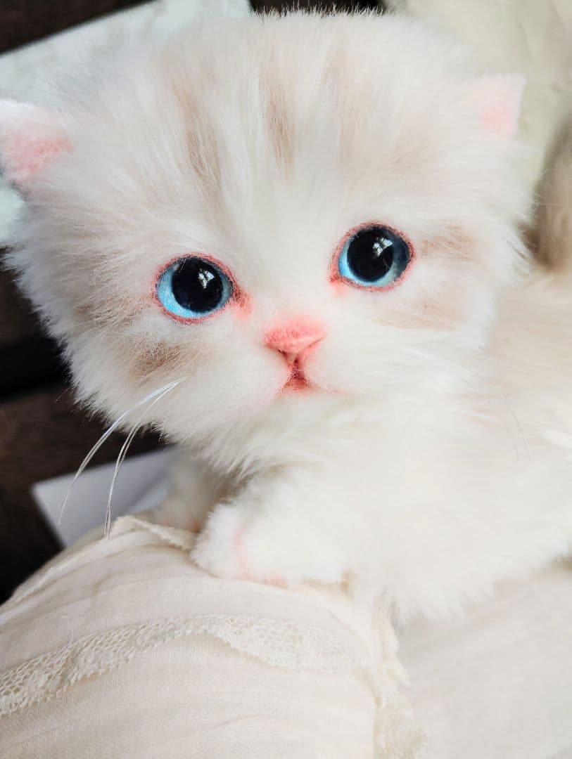 ラピ様御予約❤️よちよちあんよ♡短足ころころボディ♡マンチカン子猫ちゃん♡