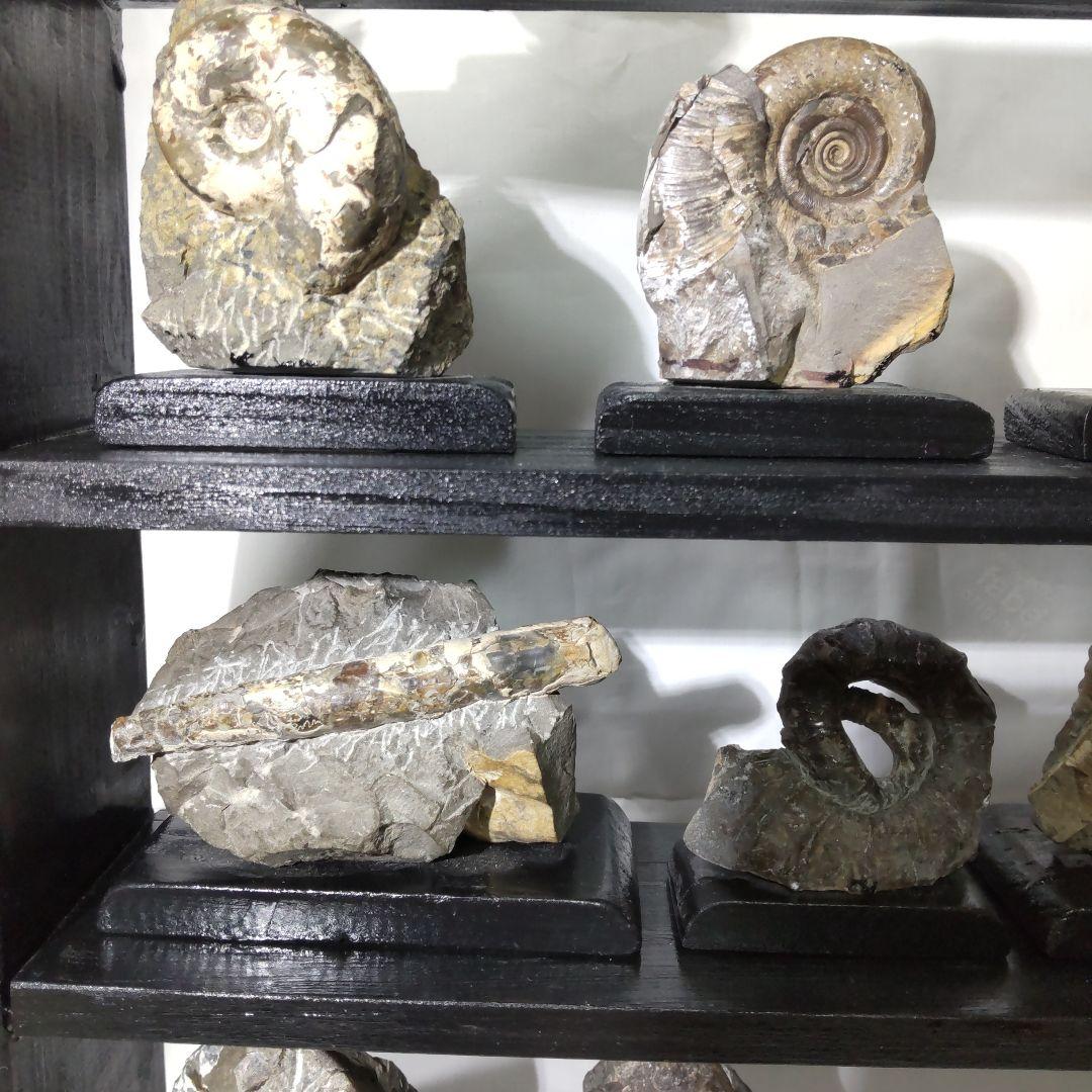 北海道アンモナイト化石、飾り棚に収納した１２点＋資料４点＋おまけ２点
