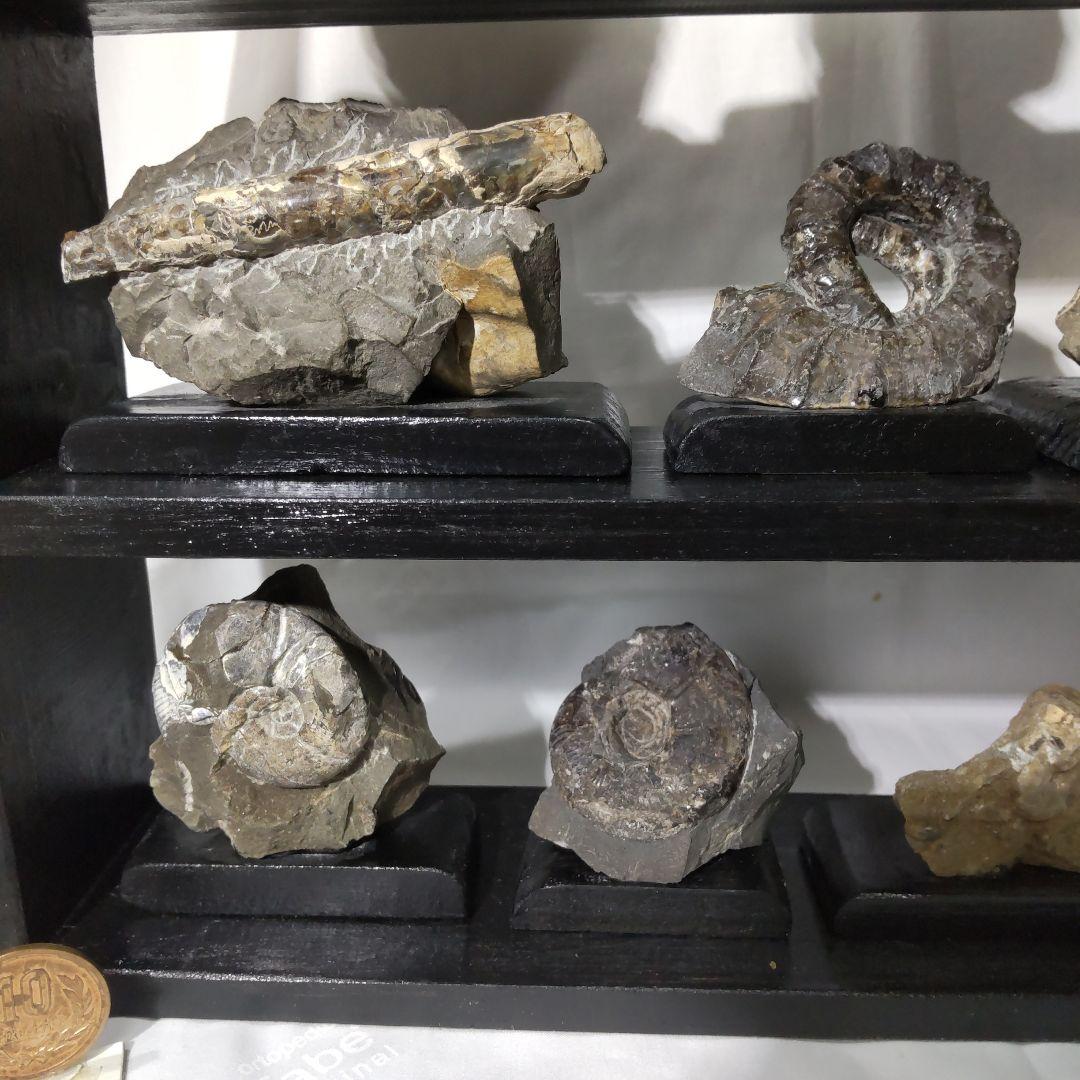 北海道アンモナイト化石、飾り棚に収納した１２点＋資料４点＋おまけ２点