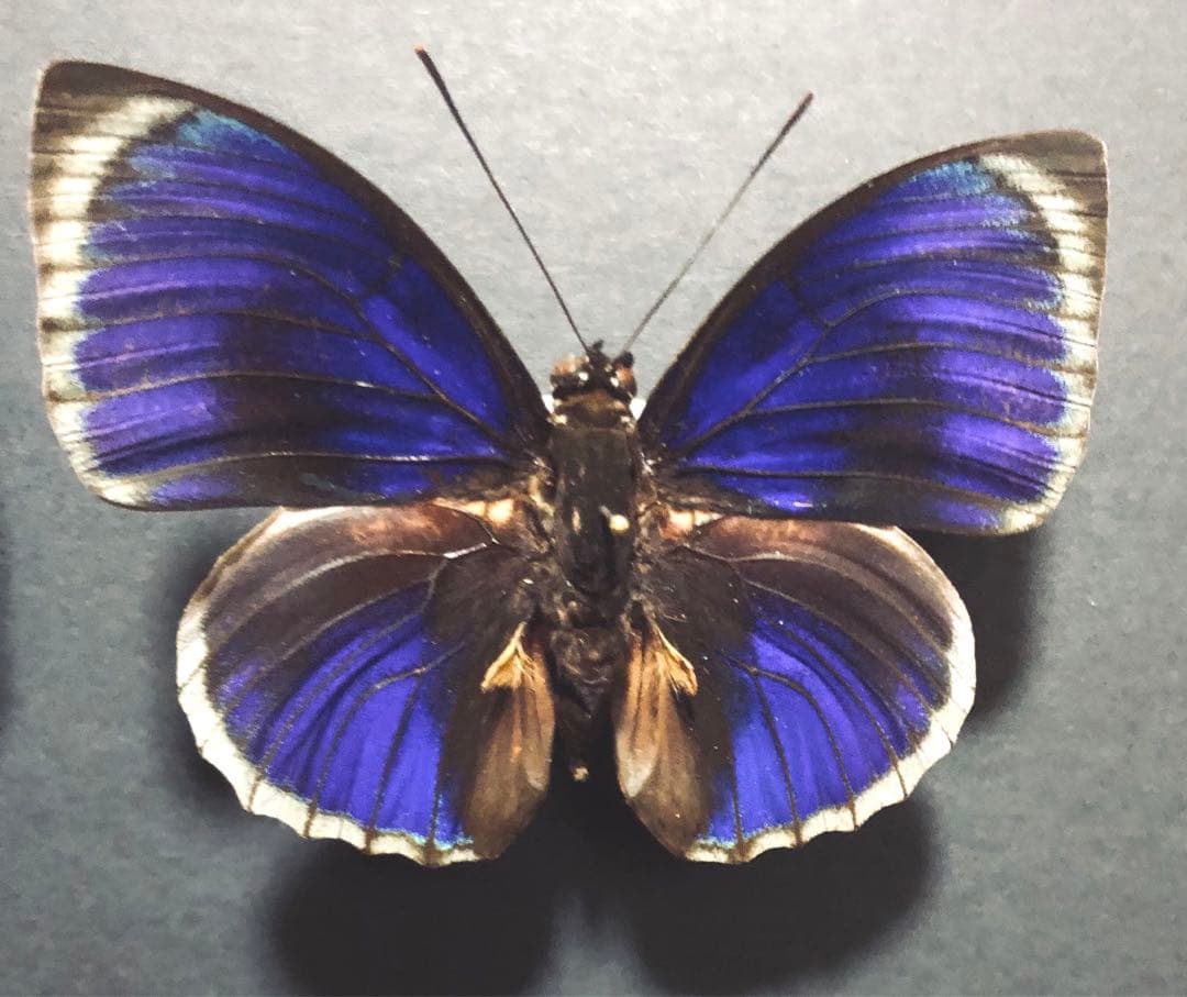 蝶標本　ベアタミイロタテハ　2♂