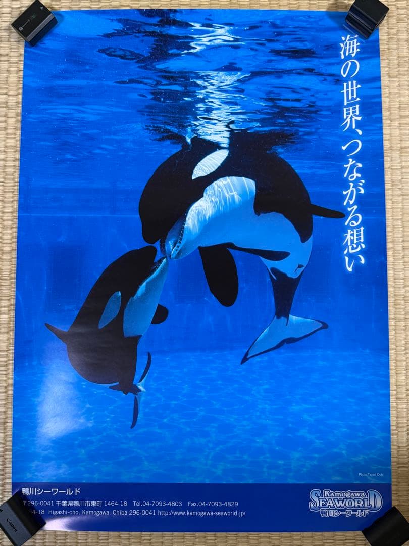 【レア】鴨川シーワールド　シャチ　ポスター（B2サイズ）
