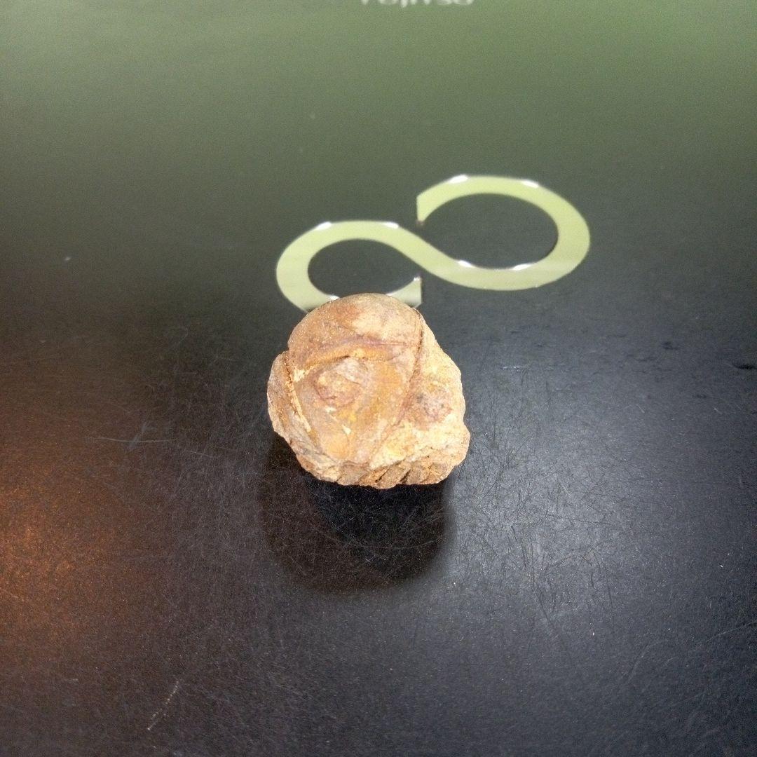 三葉虫　南米産　化石　fossil　ボリビア産　trilobite　南米化石郡⑨