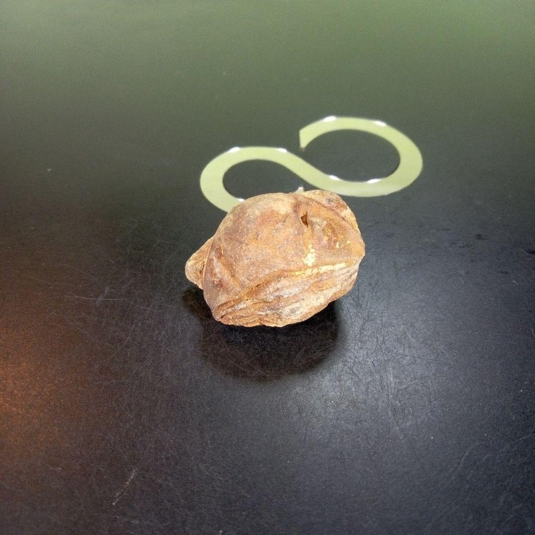 三葉虫　南米産　化石　fossil　ボリビア産　trilobite　南米化石郡⑨