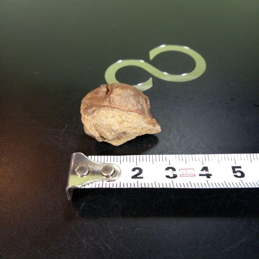 三葉虫　南米産　化石　fossil　ボリビア産　trilobite　南米化石郡⑨