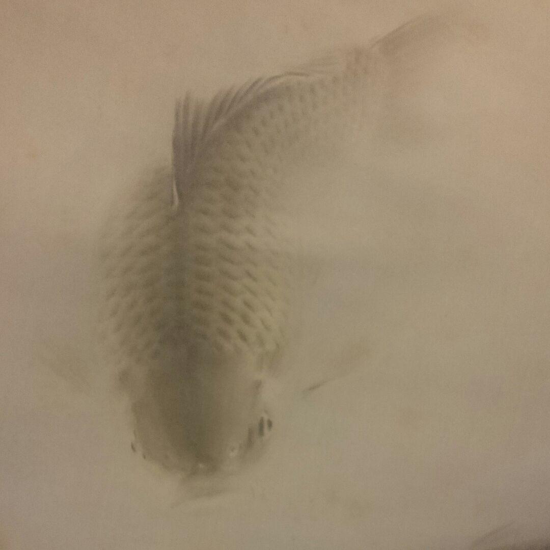 真作「名品希少遺作」掛け軸 鯉の光達 森田光達(雙鯉・妻:ミヨ識箱)