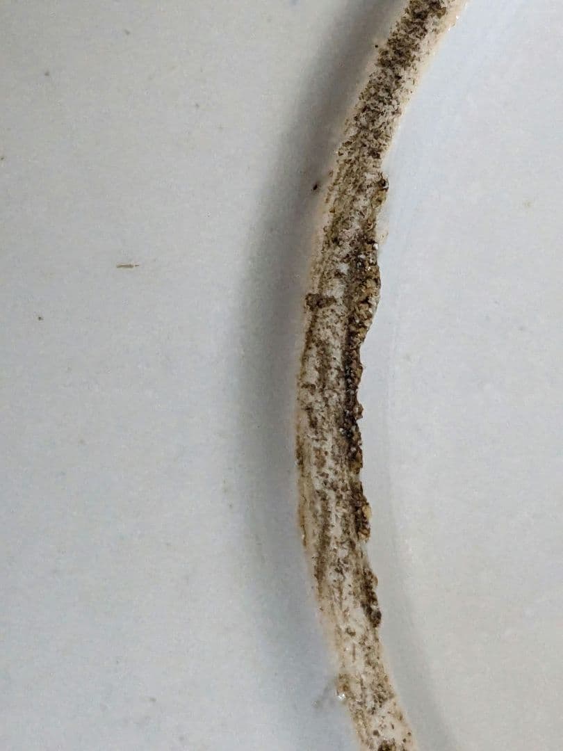 ♦明治時代 古伊万里 染付波千鳥 青海波文 中皿 コレクション骨董品アンティーク