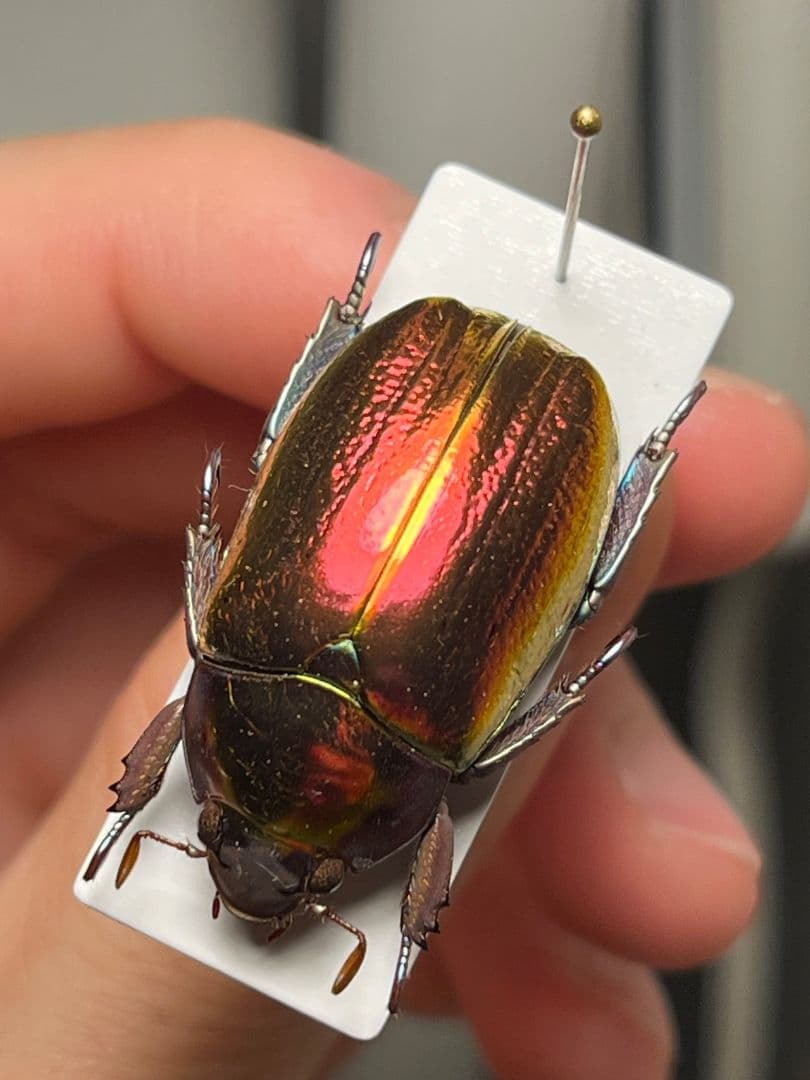 【29mm】多分クリサルギレアプラチナコガネ レッドフォーム標本