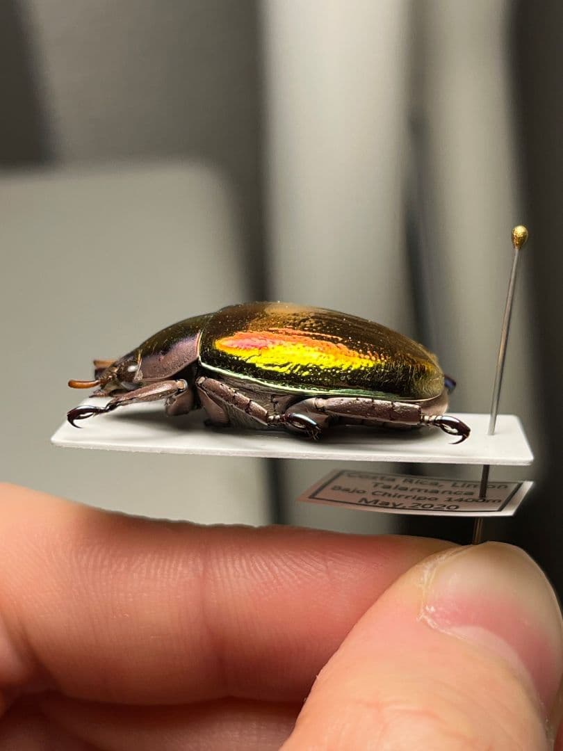 【29mm】多分クリサルギレアプラチナコガネ レッドフォーム標本