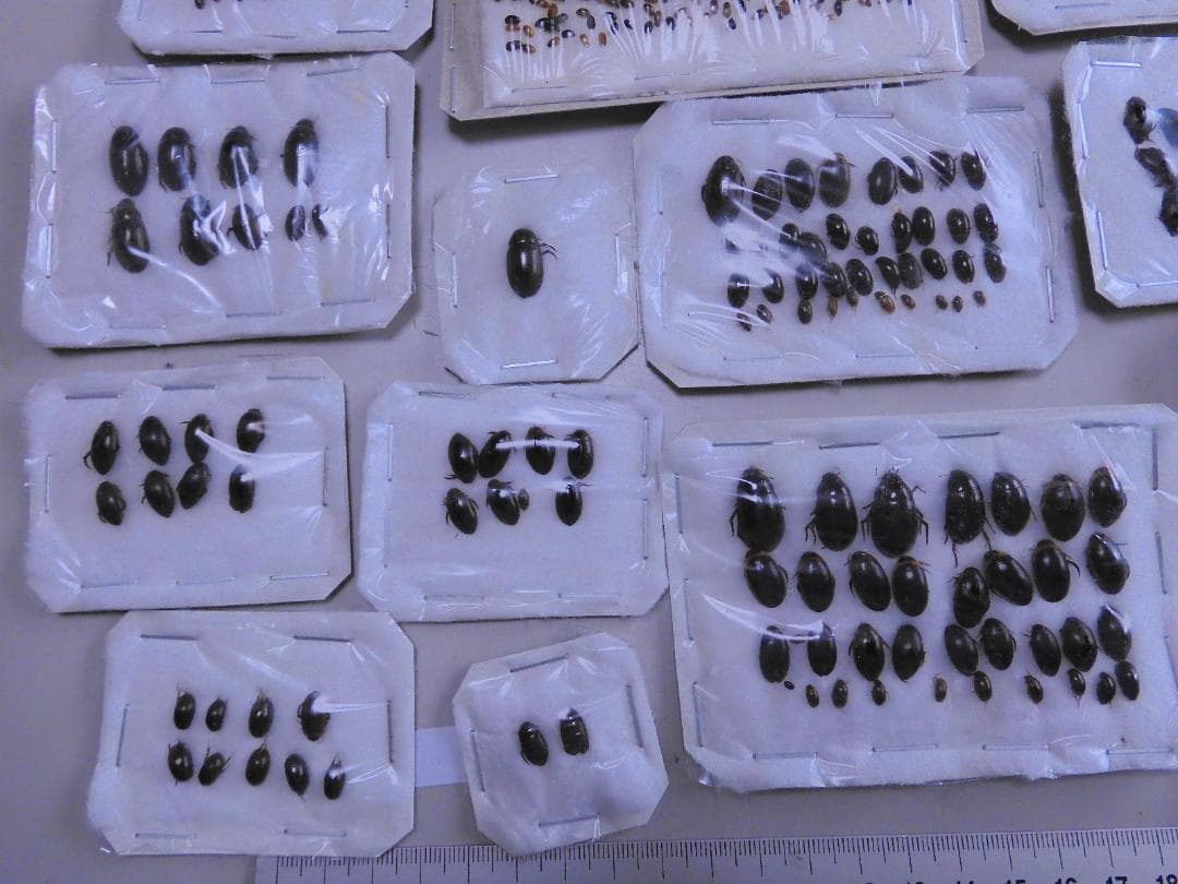 研究者向き　ゲンゴロウセット　ゲンゴロウ以外も含む