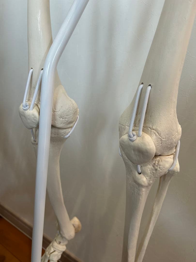 3B Scientific フランク・可動性改良型　人体骨格模型　最終価格