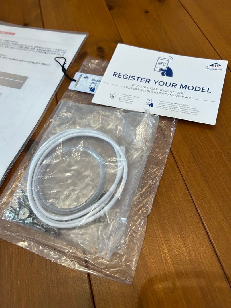 3B Scientific フランク・可動性改良型　人体骨格模型　最終価格