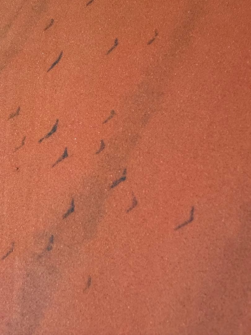 平山郁夫 【夕映薬師寺 】岩絵具方式 P12号　共同印刷　岩絵具方式複製画