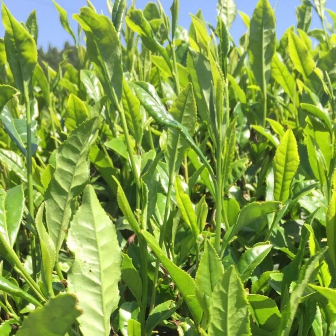 八女茶，緑茶(特上煎茶)1000円10袋 ライラ(午前中着)