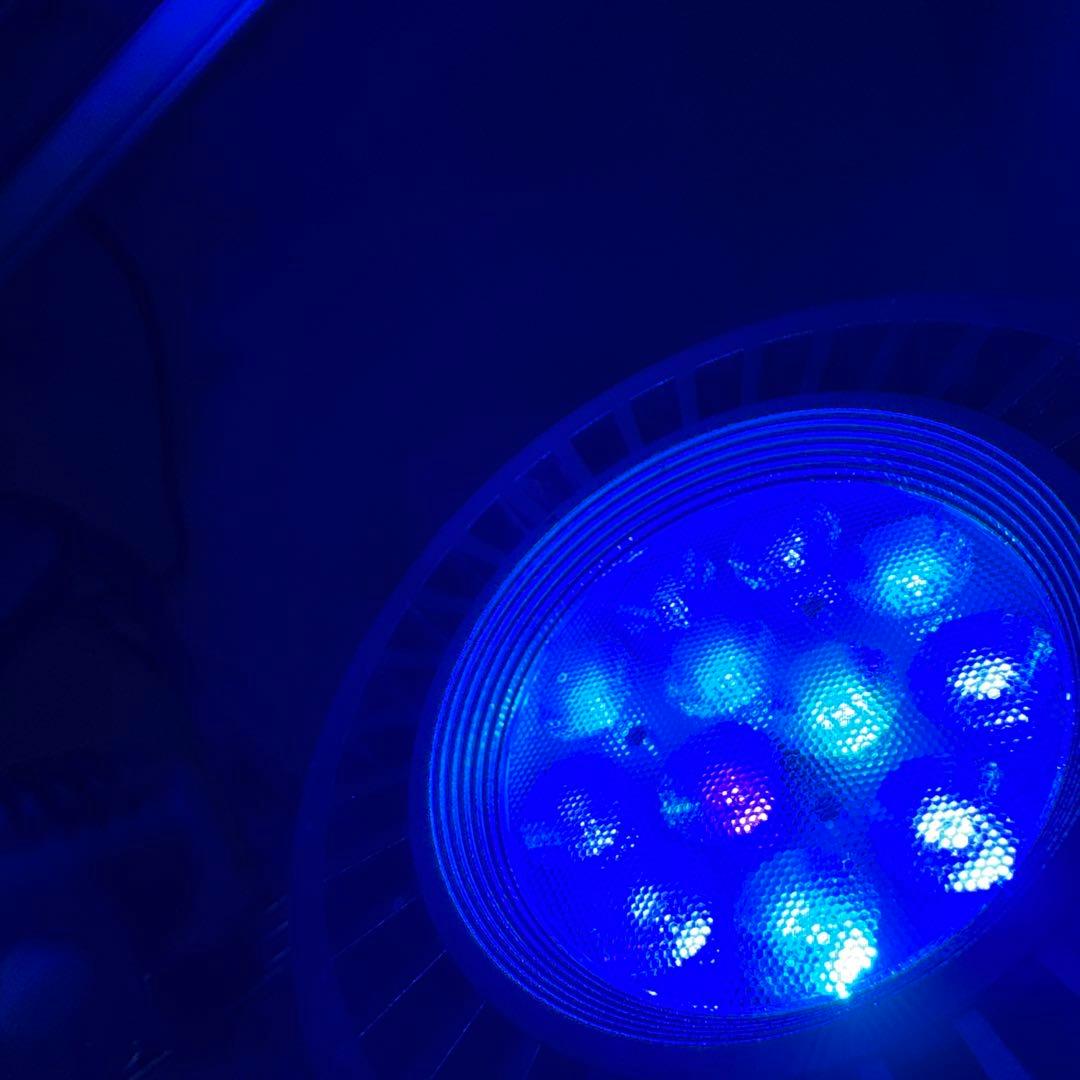 Grassy LeDioRX122c.DP 交換球