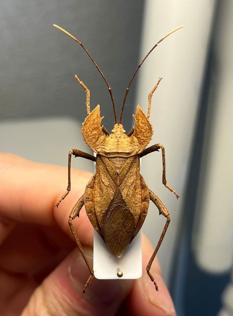 【極美展足】オウサマヘリカメムシに酷似のカメムシ サシガメ甲虫昆虫標本ハムシ