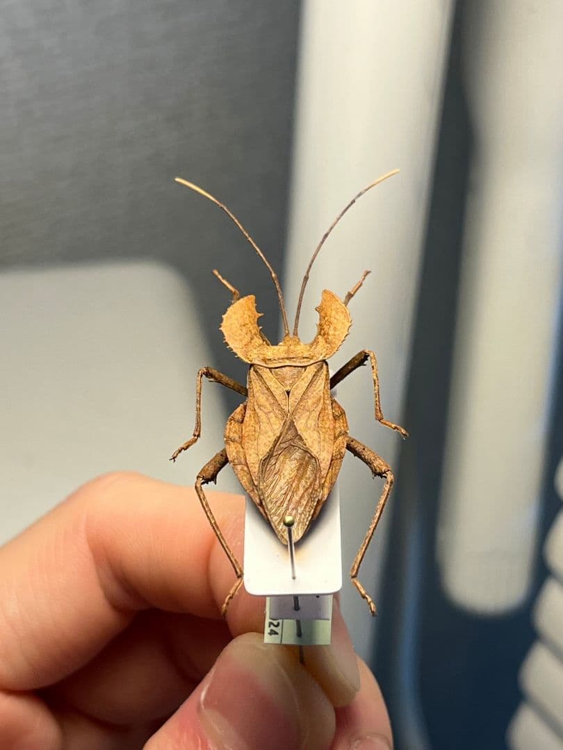 【極美展足】オウサマヘリカメムシに酷似のカメムシ サシガメ甲虫昆虫標本ハムシ