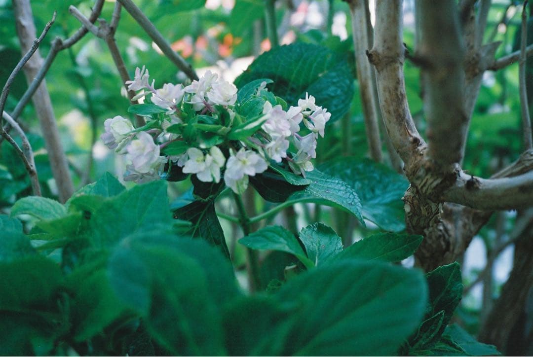 contax　T3　チタンシルバー