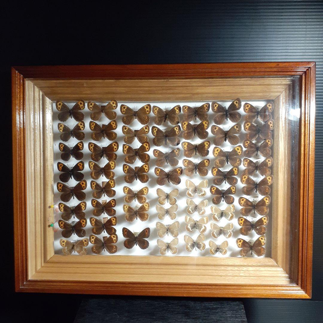 蝶標本ベニヒカゲ、クモマベニヒカゲ、シロオビヒメヒカゲ中型ドイツ標本箱入り