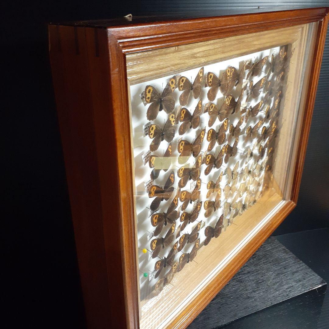 蝶標本ベニヒカゲ、クモマベニヒカゲ、シロオビヒメヒカゲ中型ドイツ標本箱入り