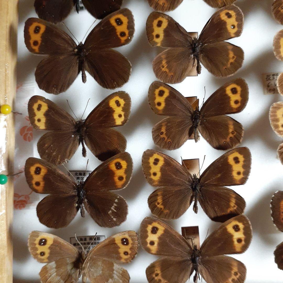 蝶標本ベニヒカゲ、クモマベニヒカゲ、シロオビヒメヒカゲ中型ドイツ標本箱入り