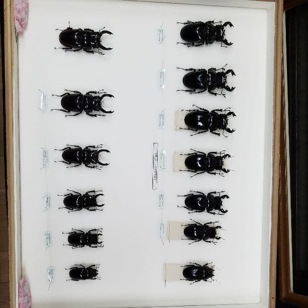 コレクションシリーズタランドゥス、レギュス