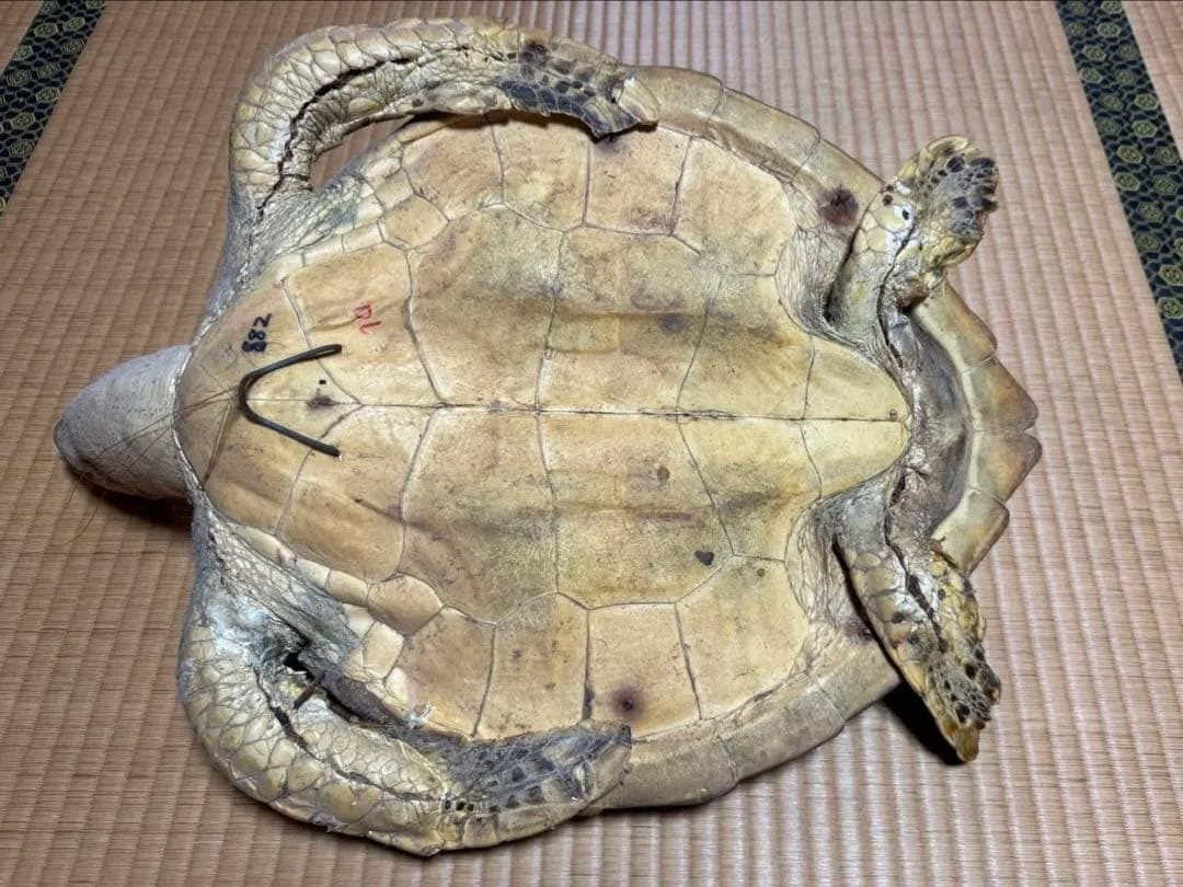 アオウミガメの剥製　国際希少野生動植物種登録票有り　全長60cm全幅40cm程度
