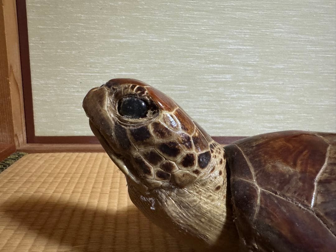 アオウミガメの剥製　国際希少野生動植物種登録票有り　全長60cm全幅40cm程度