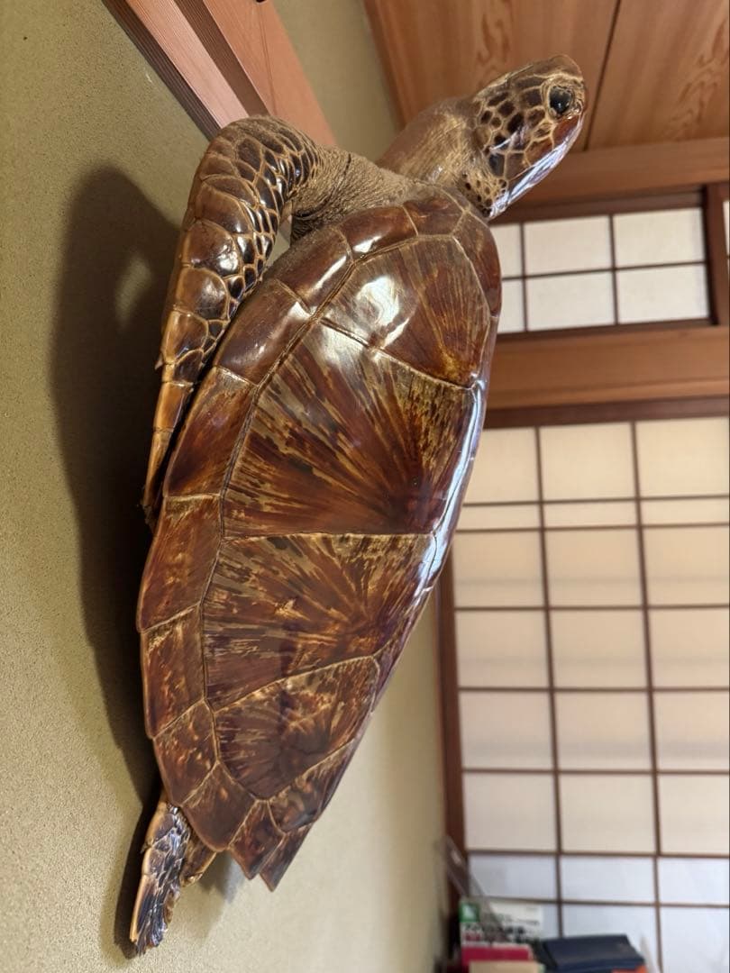 アオウミガメの剥製　国際希少野生動植物種登録票有り　全長60cm全幅40cm程度