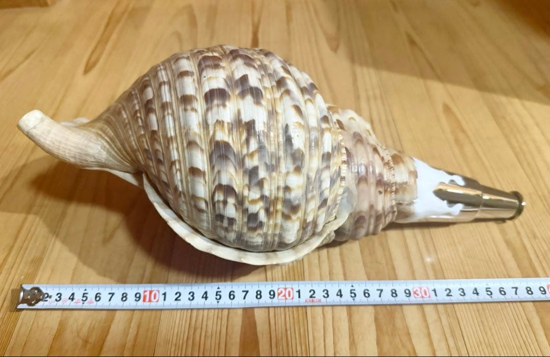 大型修験道法螺貝39㎝　山伏　密教　魔除け　熊よけ❣️ホラガイ　ほら貝