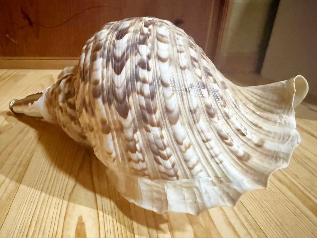 大型修験道法螺貝39㎝　山伏　密教　魔除け　熊よけ❣️ホラガイ　ほら貝