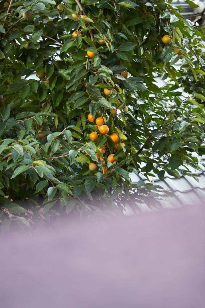 【一眼レフデビューにおすすめ！！】SONY α350 初心者セット【作例付き】