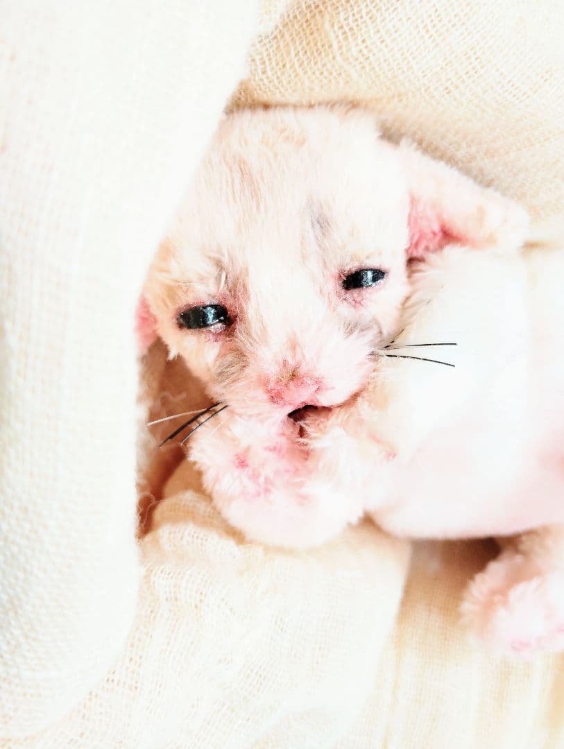 生後１０日♡リアルな子♡フェネック赤ちゃん♡アートドール♡ぬいぐるみ♡