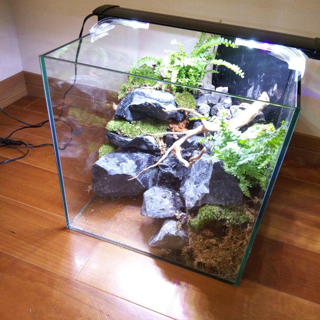 【受注生産】イモリウム 苔テラリウム 滝のあるアクアテラリウム