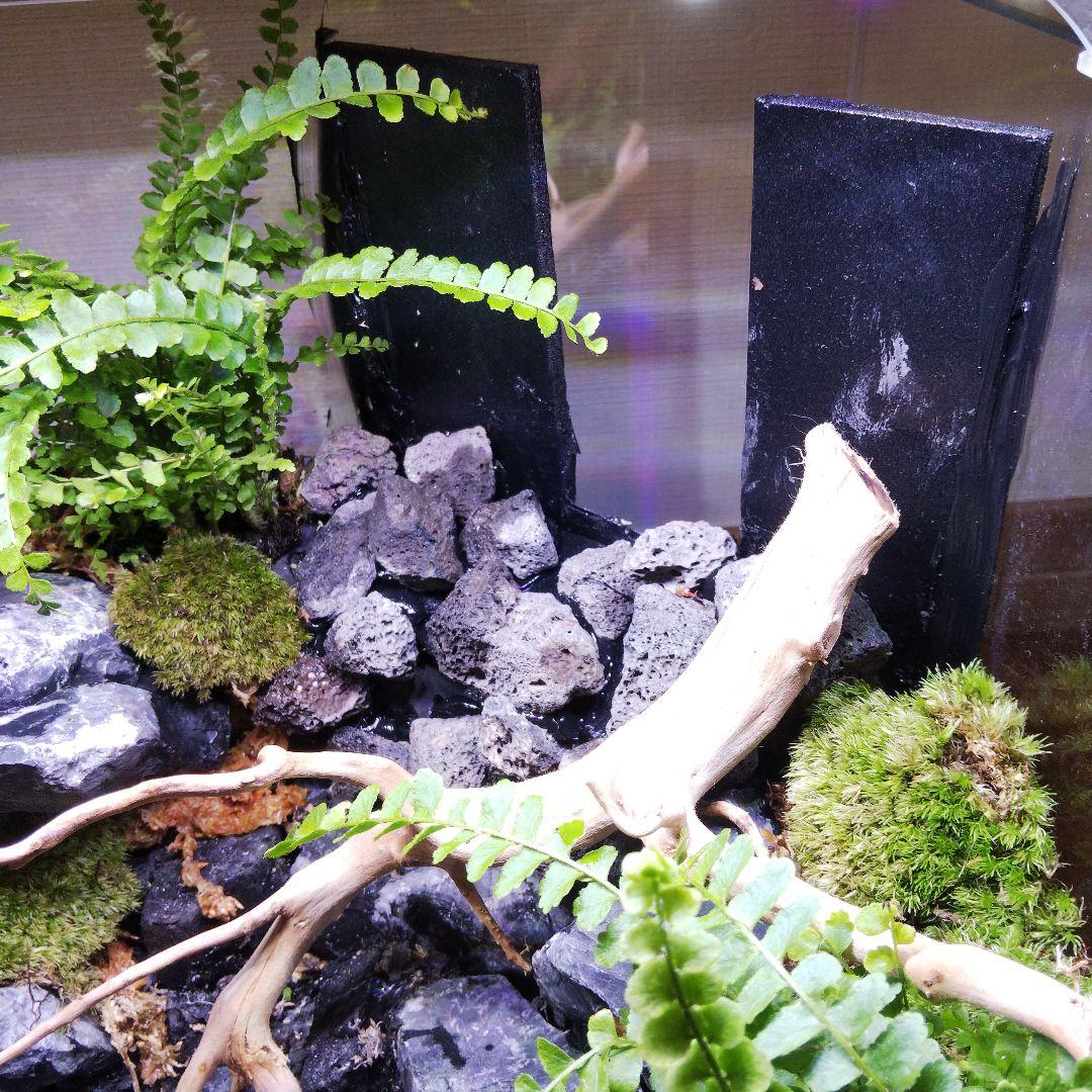 【受注生産】イモリウム 苔テラリウム 滝のあるアクアテラリウム
