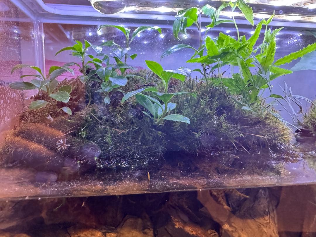 水の流れる滝テラリウム水槽　苔テラリウム