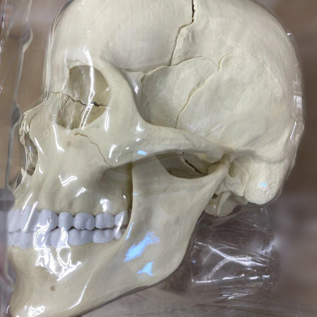 ERLER ZIMMER 人体模型