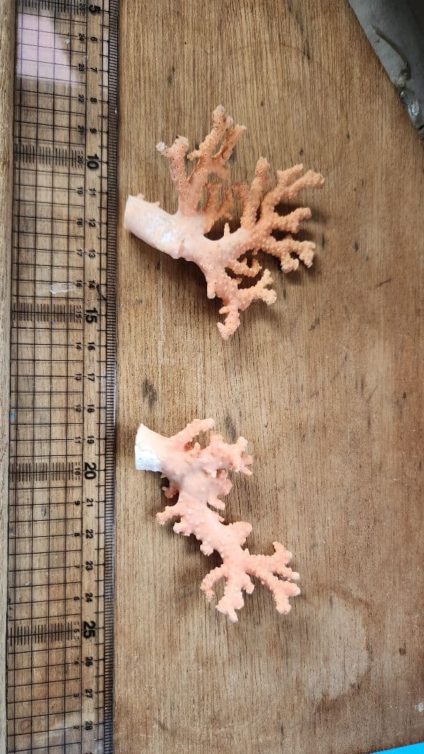 サンゴ ピンク 2個セット