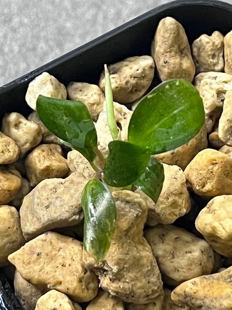 Bucephalandra sp. \"Entikong\" 【TB1803】