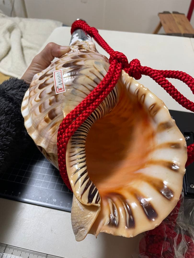 法螺貝②　貝殻　標本