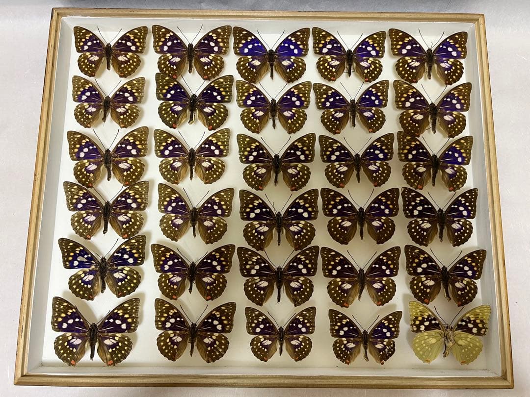希少蝶の標本オオムラサキ等採取1982/1987等ケース約50x42x6cm