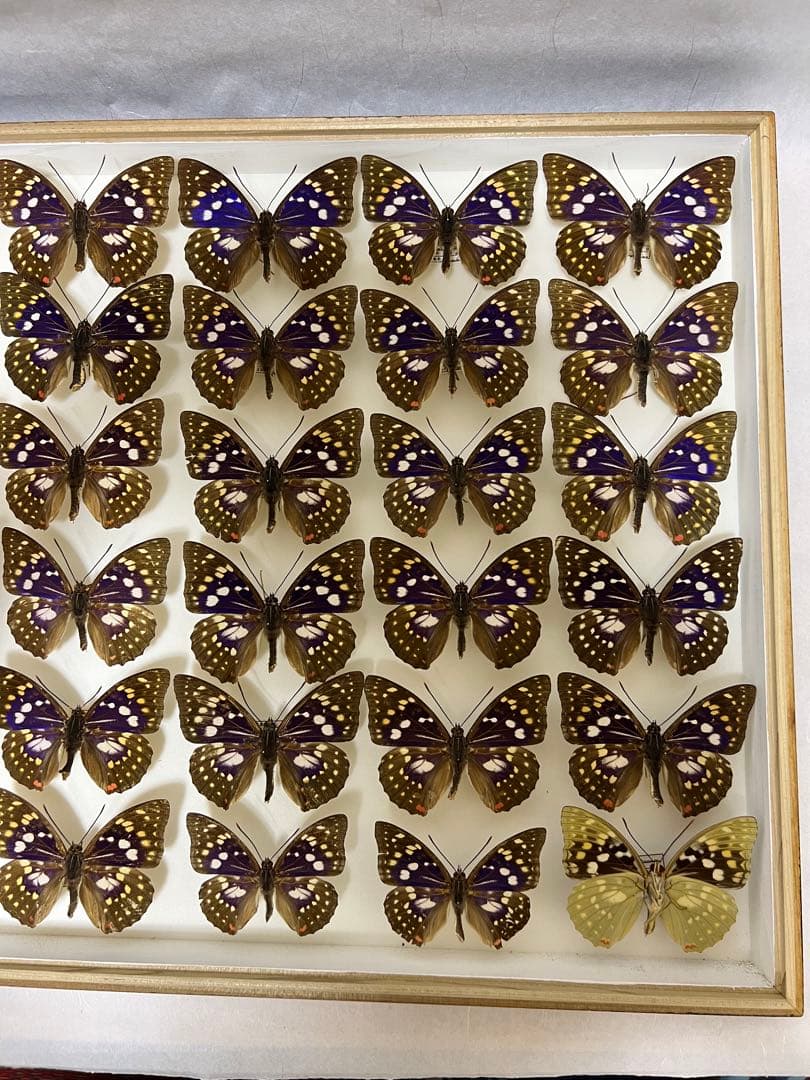 希少蝶の標本オオムラサキ等採取1982/1987等ケース約50x42x6cm