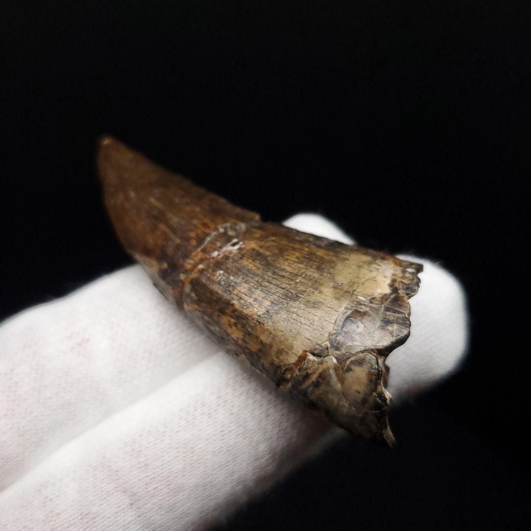 アフロベナトル 歯 化石 本物 二ジェール産 58.23mm fr144